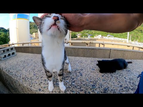 猫島からの帰りのフェリー乗り場に行くと猫が見送りに来てくれた(YouTube)
