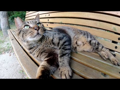 おしゃべり上手なキジトラ猫が可愛い声で「モフって！」と要求してきた(YouTube)