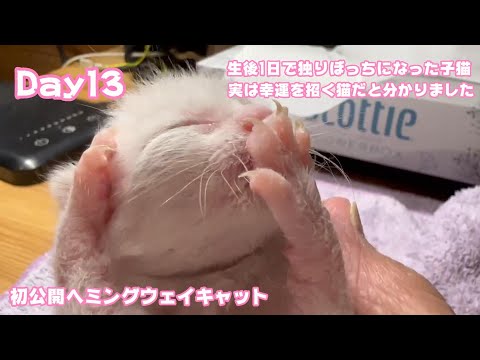 実は幸せを招く猫だった！生後1日で独りぼっちになった子猫Day13 初公開！ヘミングウエィキャット 2023 08 30-2(YouTube)