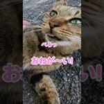 「ずっと隣にいたいの！」甘えんぼ猫が可愛すぎる#shorts(YouTube)
