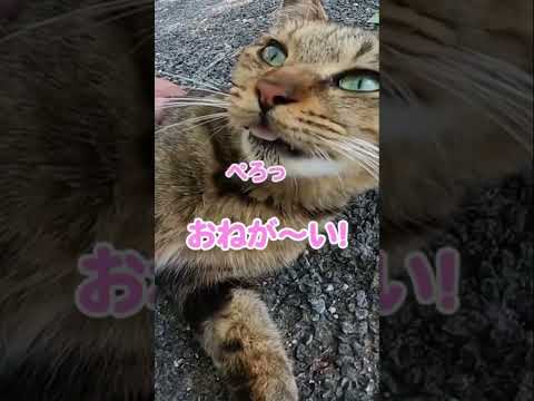 「ずっと隣にいたいの！」甘えんぼ猫が可愛すぎる#shorts(YouTube)