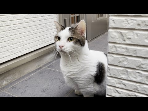 カミナリが鳴り響く中、恐る恐る散歩に出かける猫(YouTube)