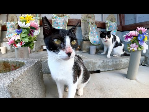 マイペースな猫達がお地蔵さんの祠に侵入してお供え物の水を飲むw(YouTube)