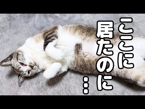 さっきまで部屋の真ん中で寝てた猫がどこを探しても見つかりません…(YouTube)