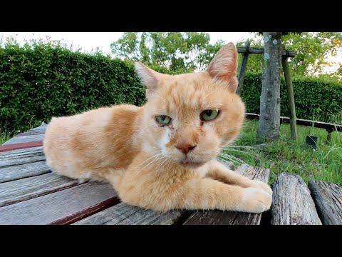 丸ベンチでくつろぐおじいちゃん茶シロ猫をナデナデする(YouTube)