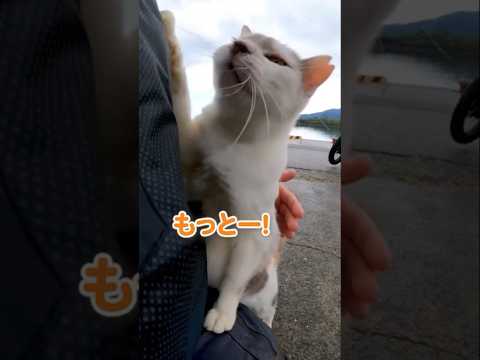 なでなでをねだるあざとい猫(YouTube)