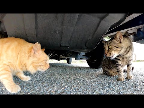 涼しい場所を探していた茶トラ猫がキジトラ猫と口喧嘩をしてしまう(YouTube)