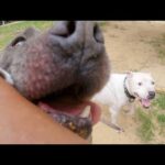 極度の怖がりや野犬とのコミニケーションの取り方　ポチとピーとエゾ鹿ジャーキー(YouTube)
