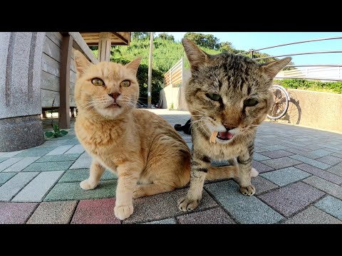 島の入り口で、可愛い猫達がおやつをおねだりしてきた(YouTube)