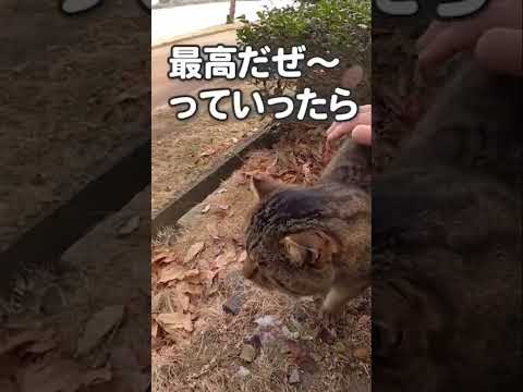 撫でられるのが嬉しすぎて思わずアノ挨拶をする猫(YouTube)
