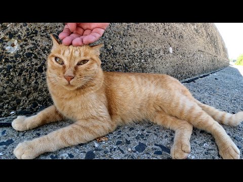 茶トラ猫についていったら青々とした海を見渡せる場所にたどり着いた(YouTube)