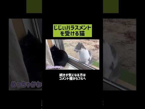 実家の父がうちの猫にじじハラします #shorts(YouTube)