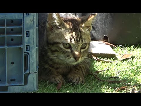 車屋で保護した子猫がボス猫を挑発してしまった結果(YouTube)