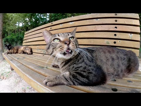 キジトラ猫をモフっていたら嫉妬深いサビ猫が怒ってしまった(YouTube)