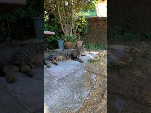 猫ちゃん達が涼しい場所を見つけて快適に過ごす(YouTube)