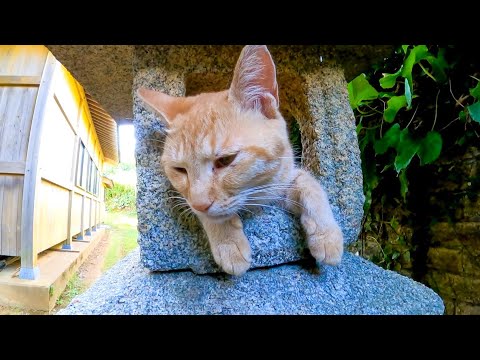 「ここが家だニャン」灯籠に入ってみせる猫(YouTube)