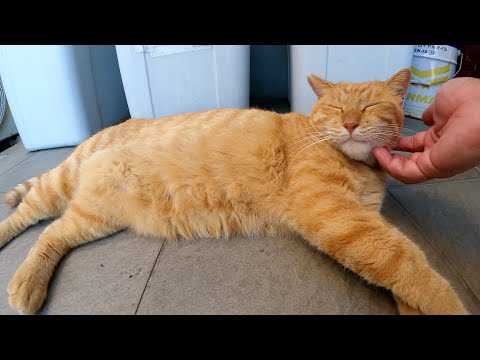 茶トラ猫とハチワレ猫が待合室の入り口で気持ちよさそうにお昼寝する(YouTube)