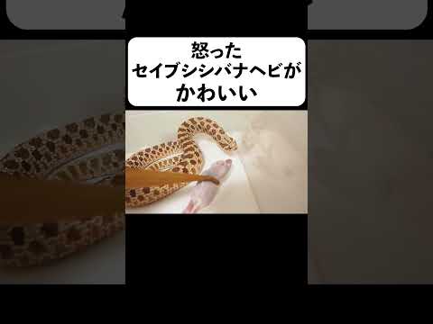 怒ったセイブシシバナヘビがかわいい＃shorts(YouTube)