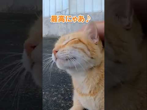 幸せそうな顔をする猫が可愛い#shorts(YouTube)