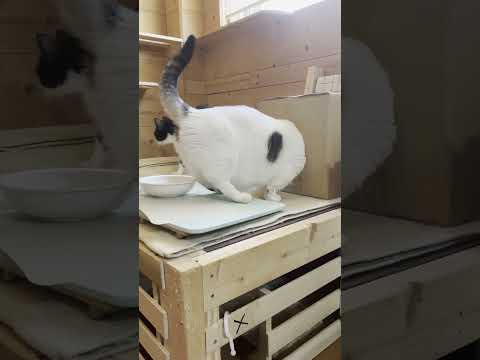 あ～びっくりした猫 #ひのき猫 #豆大福 #猫(YouTube)
