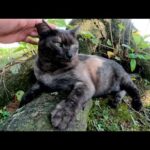 触り心地が良いマーブル黒猫がモフられにやって来た(YouTube)