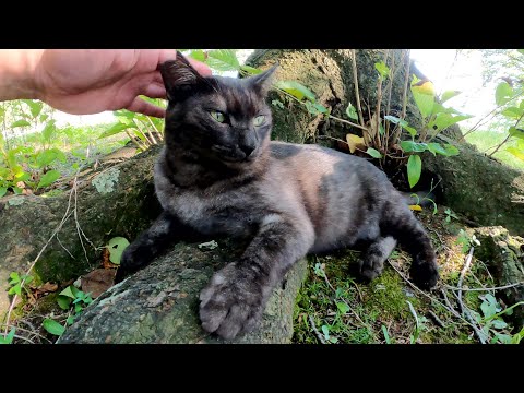 触り心地が良いマーブル黒猫がモフられにやって来た(YouTube)