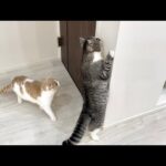 新居で初めてお留守番してもらったら猫たちが大泣きしてこうなっちゃいました…(YouTube)