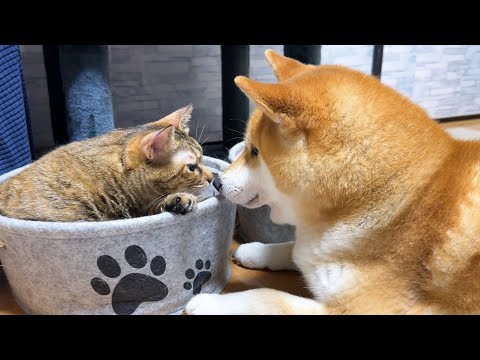 猫ちゃんの性格に合わせて接し方をかえる優しい柴犬(YouTube)