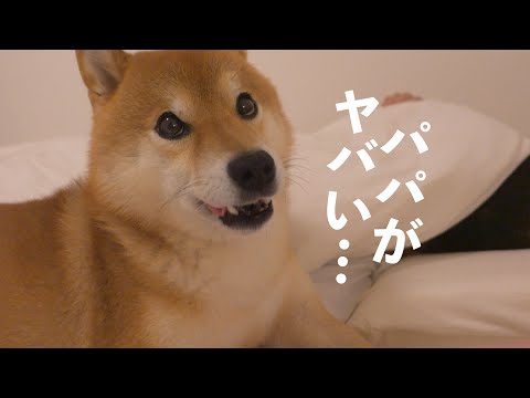 子猫と初めて一緒に寝たら波乱が起きました。。(YouTube)