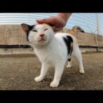 ハートマークの三毛猫をモフっていたらお友達のハチワレ猫も寄って来た(YouTube)