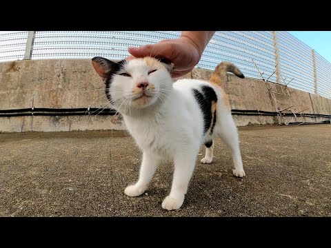 ハートマークの三毛猫をモフっていたらお友達のハチワレ猫も寄って来た(YouTube)