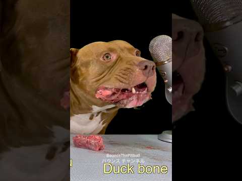 ピットブルがアヒルの骨を食べるだけの動画 #asmr(YouTube)