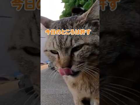 触ったら少し怒られたけど許してくれたツンデレ猫#shorts(YouTube)