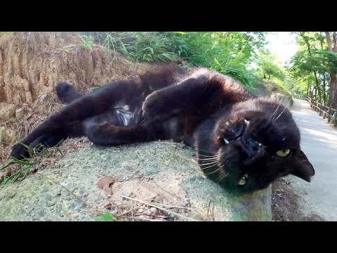 ゴツい顔の黒猫ちゃんをモフっていたら脱力してしまった(YouTube)