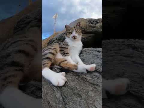 海の岩をソファーにしてくつろぐキジシロ猫ちゃん(YouTube)