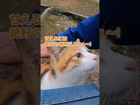 他の猫に取られないように秘密の場所まで連れていかれましたw#shorts(YouTube)