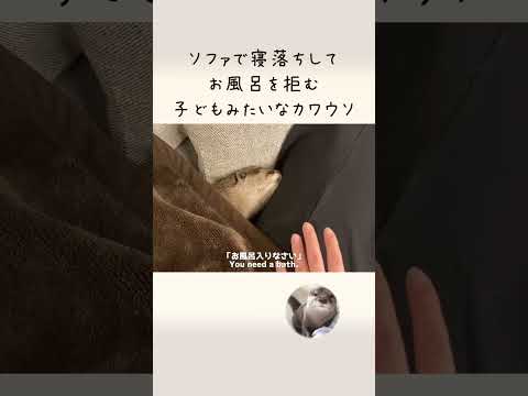 自分を人間の子供かなんかだと信じて疑ってないであろうカワウソ otter who probably believes he’s a human child or something.(YouTube)