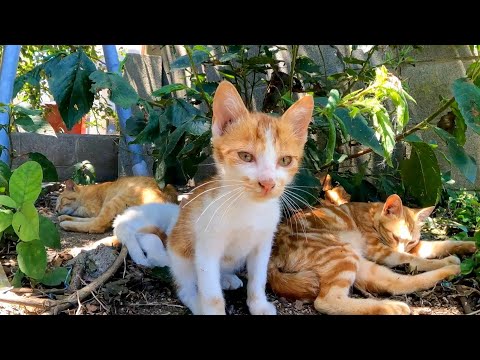 木陰で休む子猫たち(YouTube)