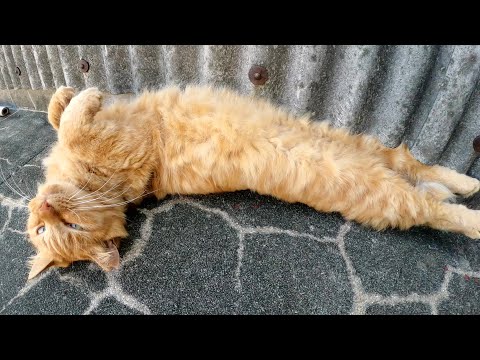 茶トラ猫をモフったら、ビヨーンと伸びてエビフライみたいになった(YouTube)