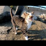 海へ行ったら、キジシロ猫が元気な鳴き声でお出迎えしてくれた(YouTube)