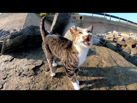 海へ行ったら、キジシロ猫が元気な鳴き声でお出迎えしてくれた(YouTube)