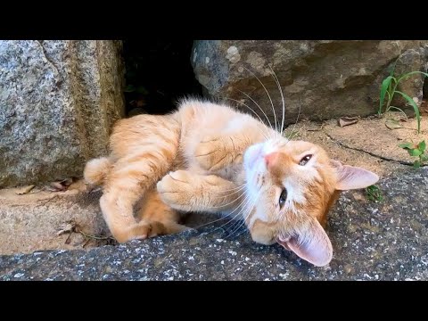 猫島の神社に猫と一緒に行ってきた(YouTube)