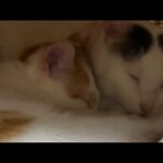 チロトロが仲良く寝てるので急遽生配信！(YouTube)