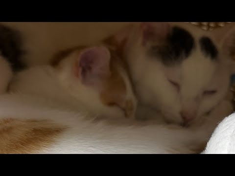 チロトロが仲良く寝てるので急遽生配信！(YouTube)