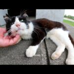 ハチワレ猫が甘えているか、嫌がっているのかよく分からない動きをする(YouTube)