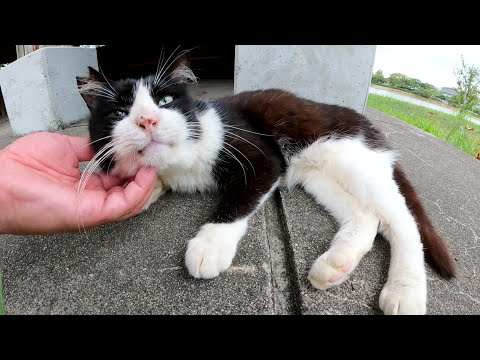 ハチワレ猫が甘えているか、嫌がっているのかよく分からない動きをする(YouTube)