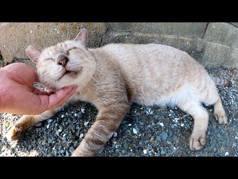 目が細いおじいちゃんシャム猫のあごをマッサージしたら喜んだ(YouTube)