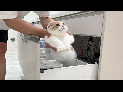 おやつの棚に忍び込んで盗み食いしようとたら捕まっちゃった子猫がかわいすぎたw(YouTube)