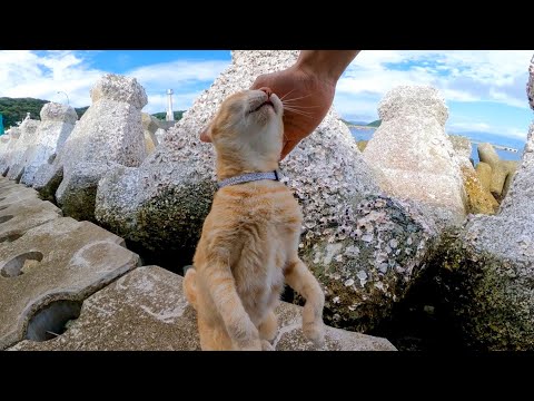 猫島の猫ちゃん、頭を撫でると伸び上がって撫でられてカワイイ(YouTube)