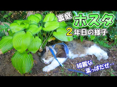 猫のお散歩コースに植えたホスタ12種の現在の様子がこちらです！【ボス吉と行く裏庭植物園2023】(YouTube)